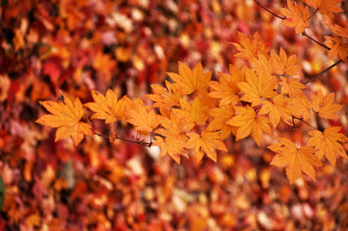 紅葉３