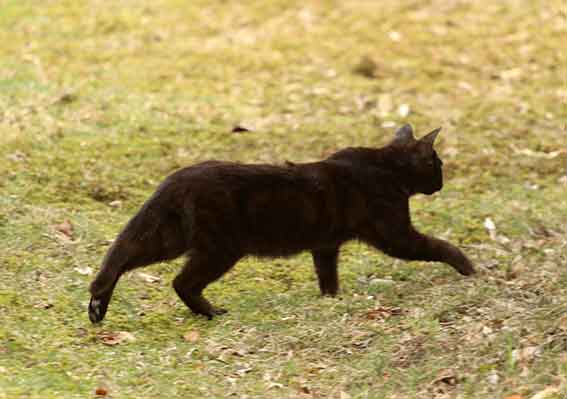 我が家のニャンコ♪2016/4/13-2