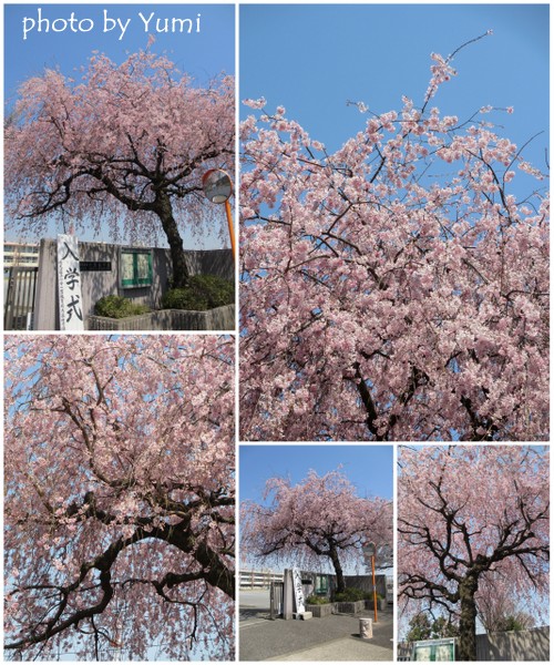 お花見２０１２「中央公園・和光樹林公園・新座緑道」2.jpg