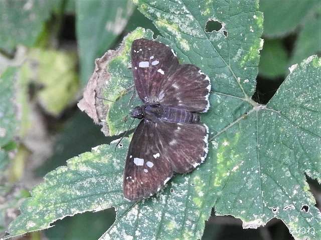 ダイミョウセセリ2019年9月9日