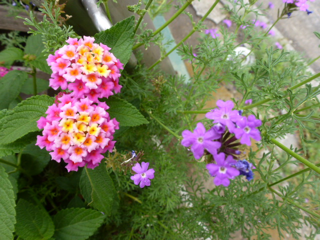 イポメア・ロバーター&宿根バーベナ&ペチュニア&ランタナ、少し (写真あり) | 私の好きな花♪ - 楽天ブログ