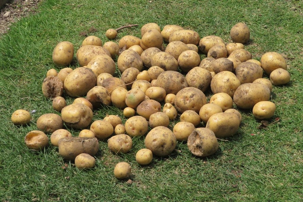 498