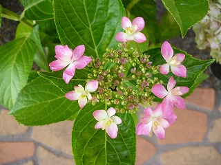P1200512ss.jpg