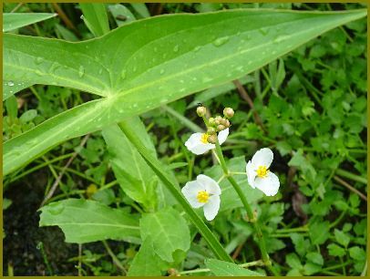 令和３年９月15日 沢瀉や写す水面に見とれおり 花の歳時記 天南星の魅力 山野草 楽天ブログ