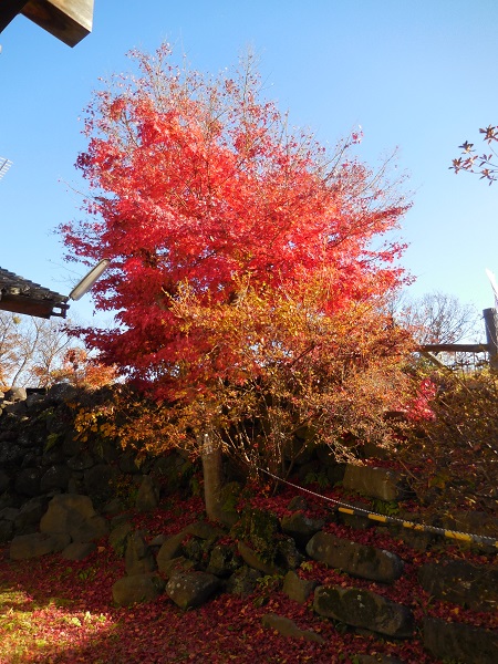 DSCN9333.jpg