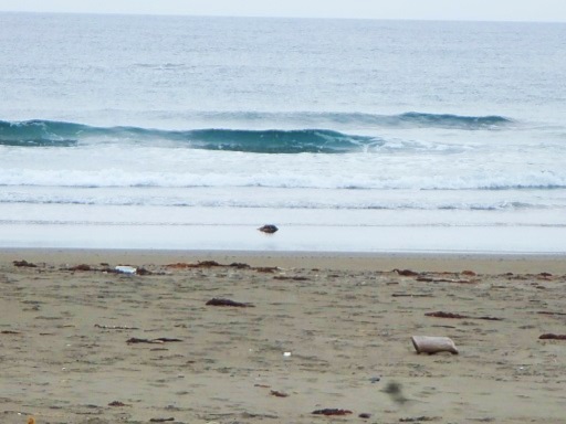 海へ２.jpg