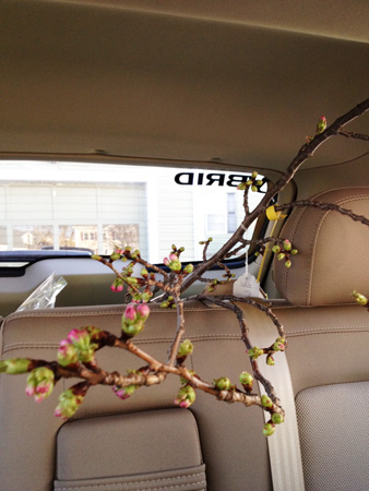 cherry01.JPG