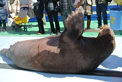 寝転がるセイウチ