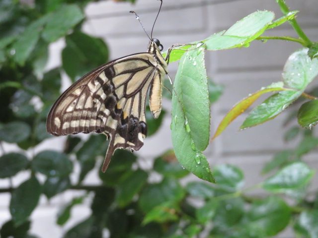 この時期のバラの消毒の大切さと久々10年ぶりの動植物園 ばぁばの薔薇の花園 楽天ブログ