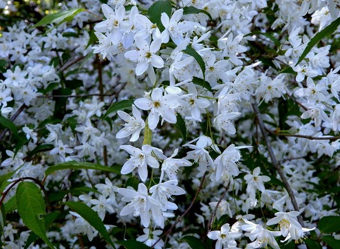 ヒメウツギ11