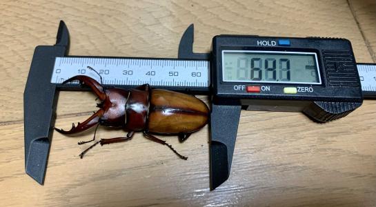 ボルネオ産 ミネットサビクワガタ WF1羽化！ | しまの昆虫飼育