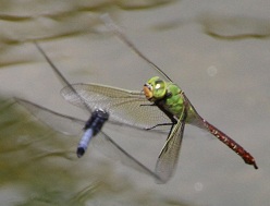 E7D_8410-2.jpg