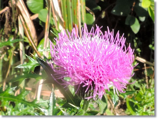 RSCN2364.JPG