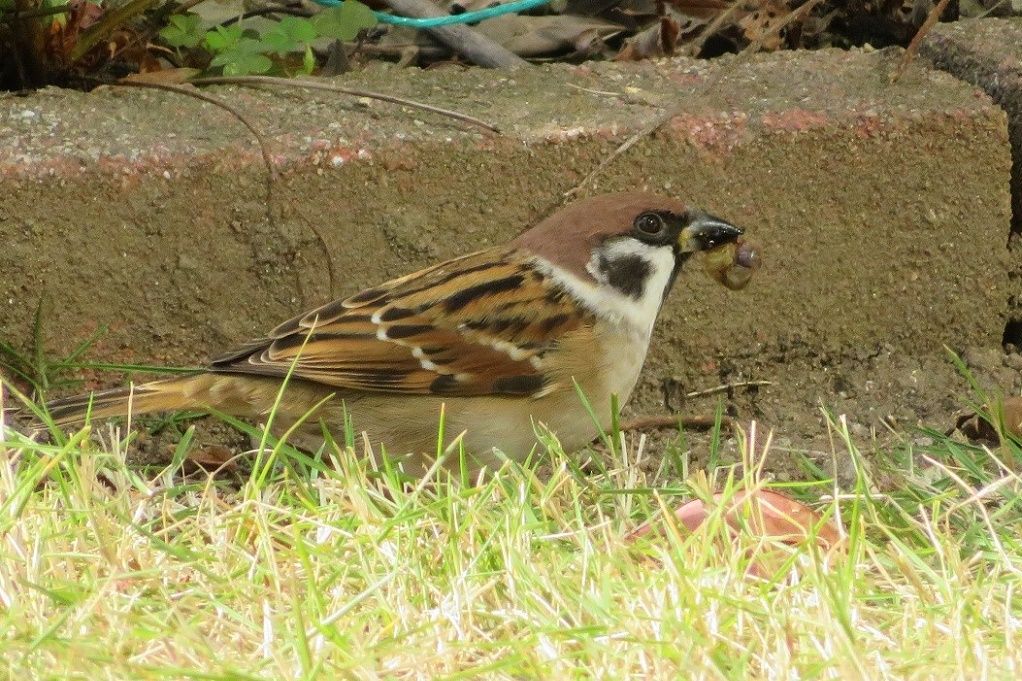 庭の鳥 スズメの土浴び ジョウビタキ 大分金太郎の花鳥蝶月 楽天ブログ