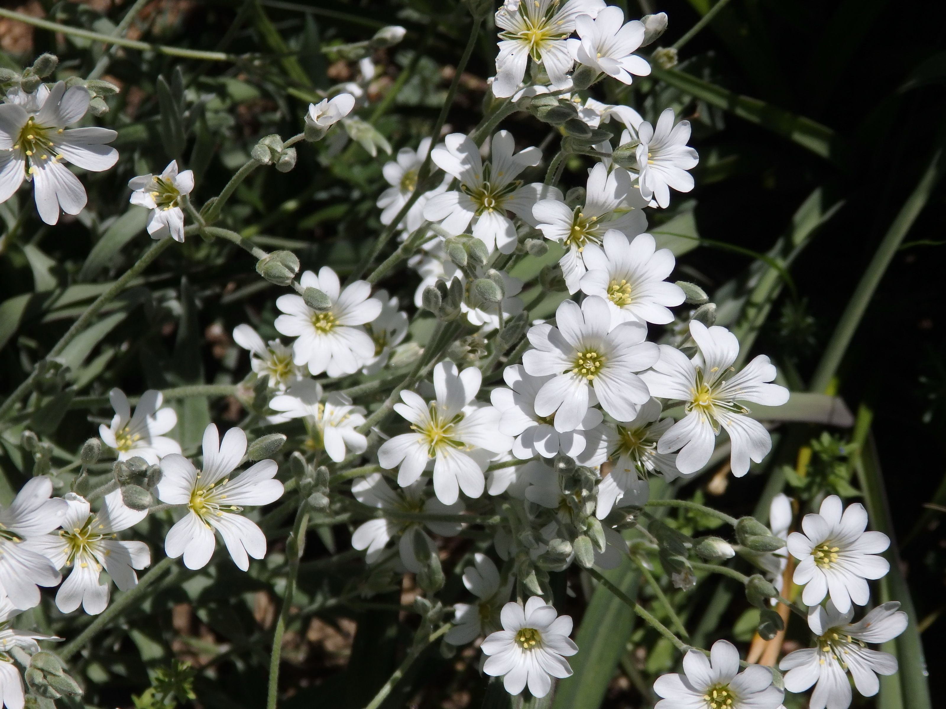 ５月に咲いた白い花 Kimi Teaの花日記 楽天ブログ