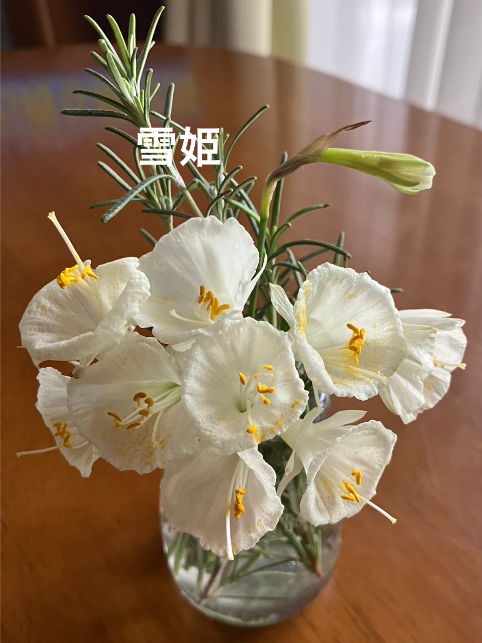 原種水仙たち | Kimi.teaの花日記 - 楽天ブログ