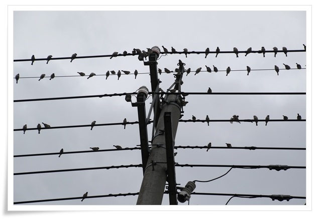 瑞樹団地-3 スズメ-3 16.1.9