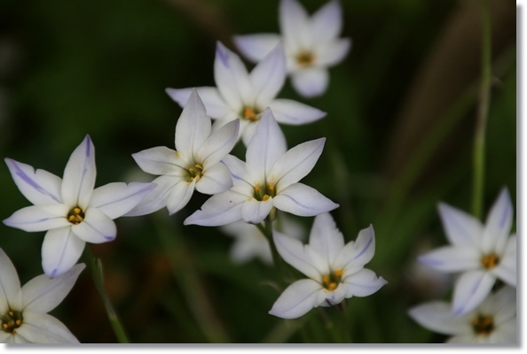 実家の庭-15 ハナニラ 16.4.25