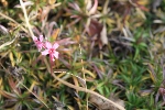 霜月の芝桜