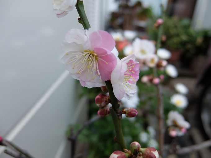 DSCF1580.JPG