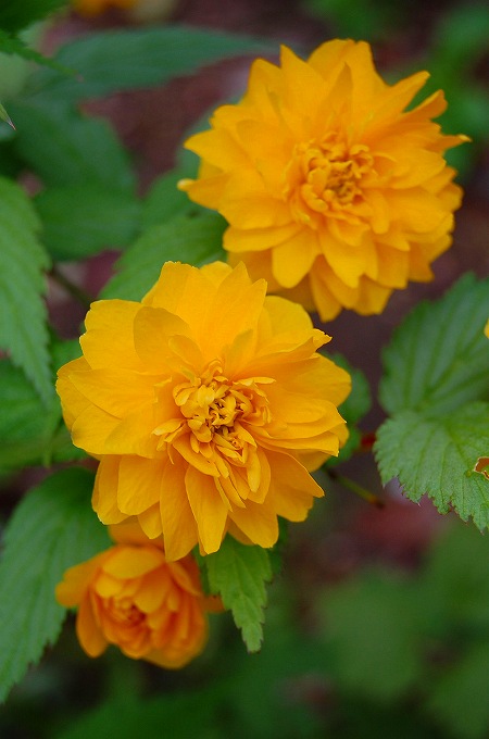 八重咲きのヤマブキの花