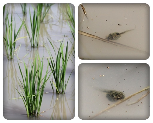 自宅近くの田んぼ-2 14.5.27