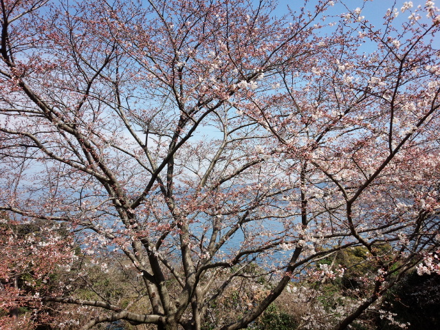 IMG_20150329_121856.jpg