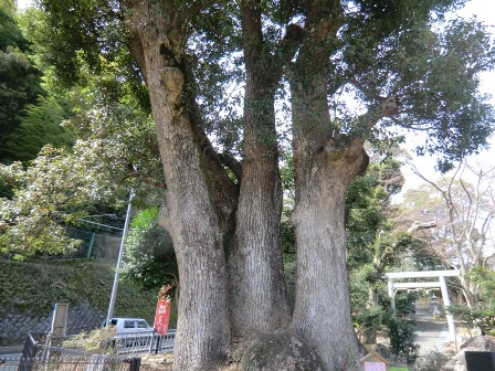 熱海梅園　三つ子楠