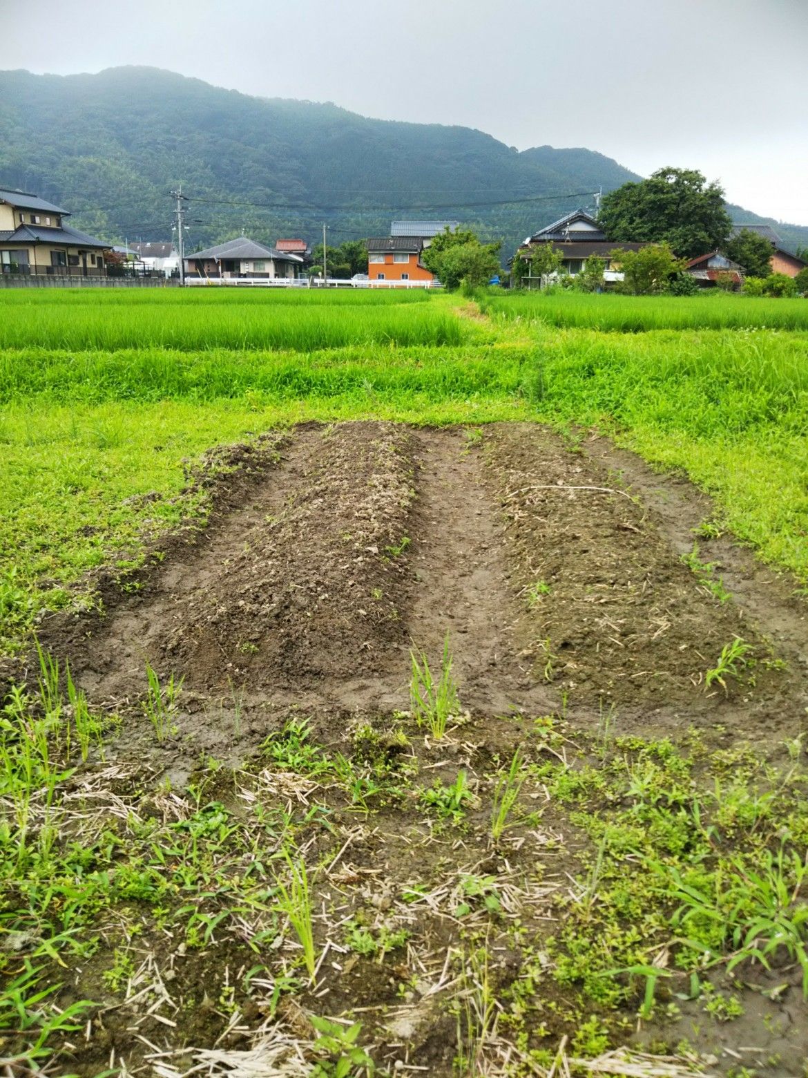 枝豆も植えました 土いじり日記 楽天ブログ