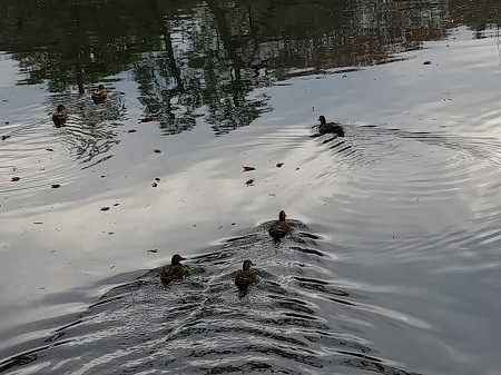 六義園の紅葉 ハチワレキャットブラザーズのドタバタブログ 楽天ブログ