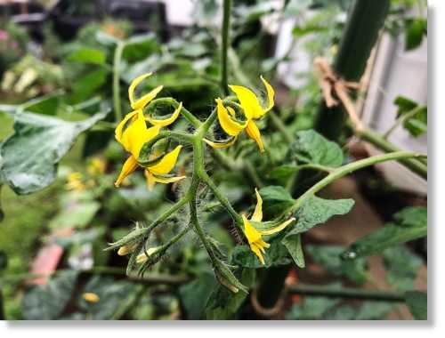 ミニトマトの花と実 そして庭の花 末摘む花の雑記帳 楽天ブログ