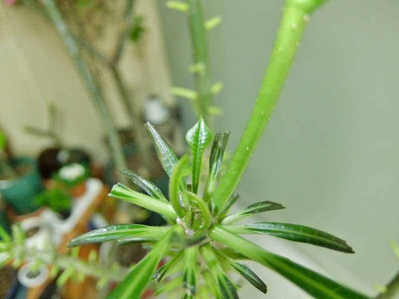 プルメリア プディカ 瀕死 冬 枯れ 葉 寒