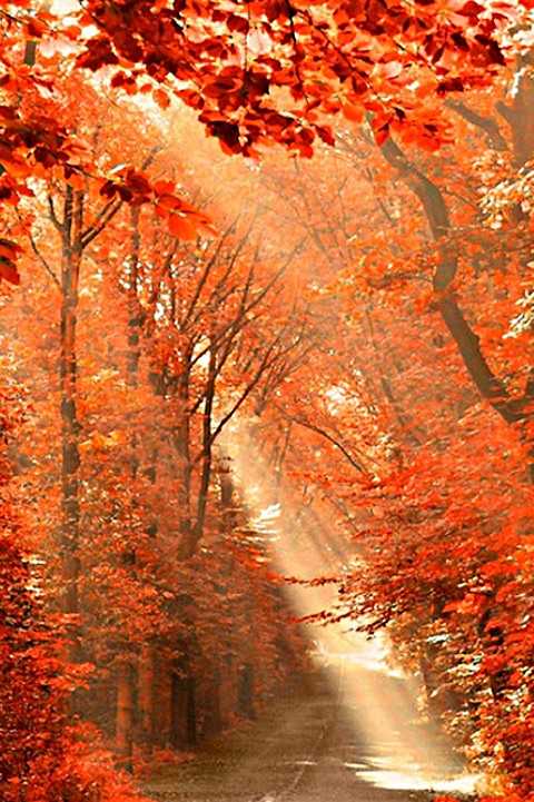 バシャール:分岐する世界、家族や友人は? みゅうにゃん お散歩日記 楽天ブログ