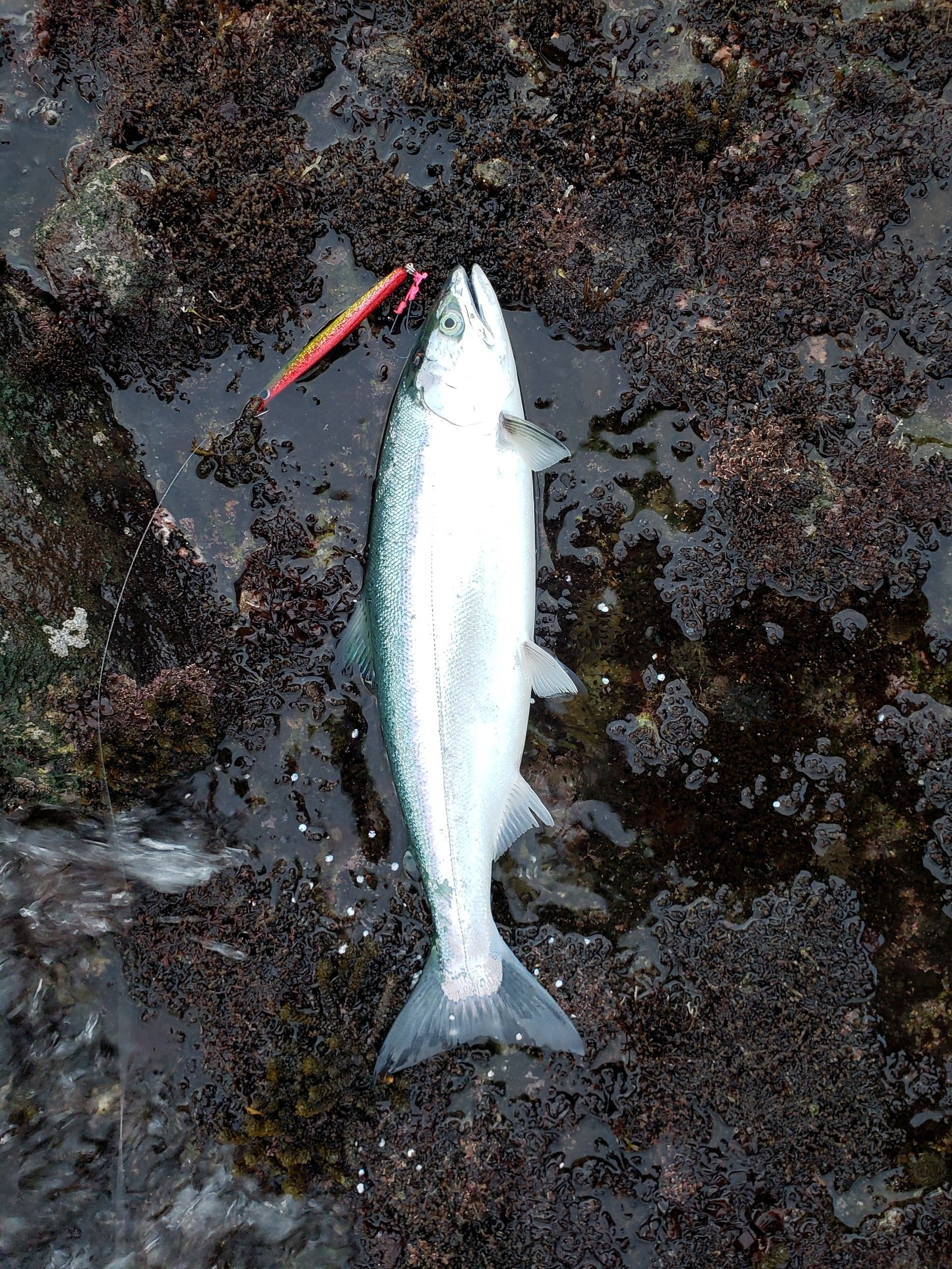 100均ジグでサクラマス釣れます ごっこまの釣り 楽天ブログ