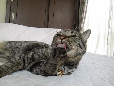 まだやるか！