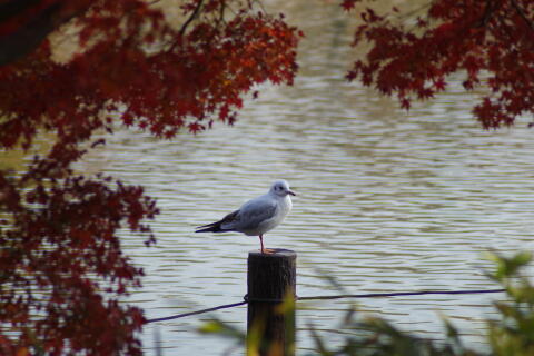 洗足池の野鳥