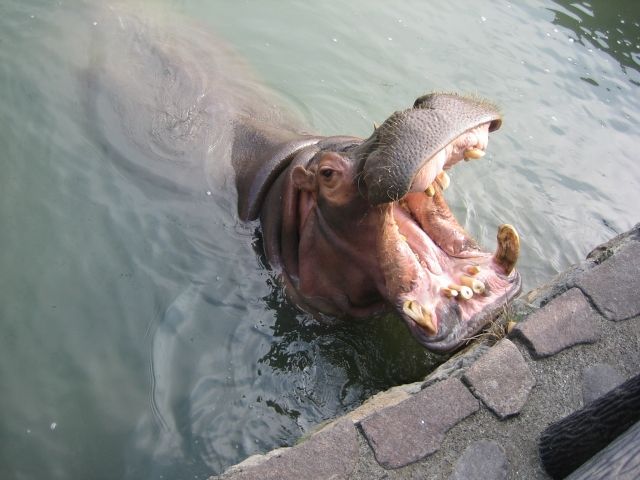 カバは 無駄に口がでかい あんなに大口を開けて何が良いんだ 私設見逃してもいい動物園 楽天ブログ