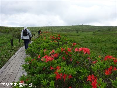 20160702 霧ヶ峰湿原4