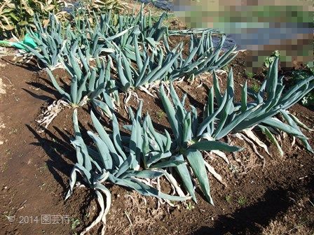 下仁田ネギ　20141206