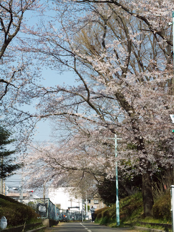 桜