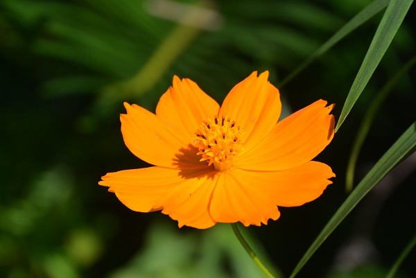 夏のお花
