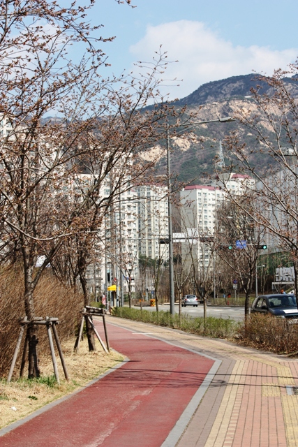 20140330 sakura 12.jpg