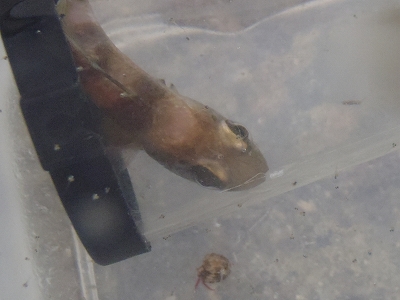 沖縄磯採集2013年5月下旬39　カクレイシモチ（Apogon fraxineus）のオスの口内保育