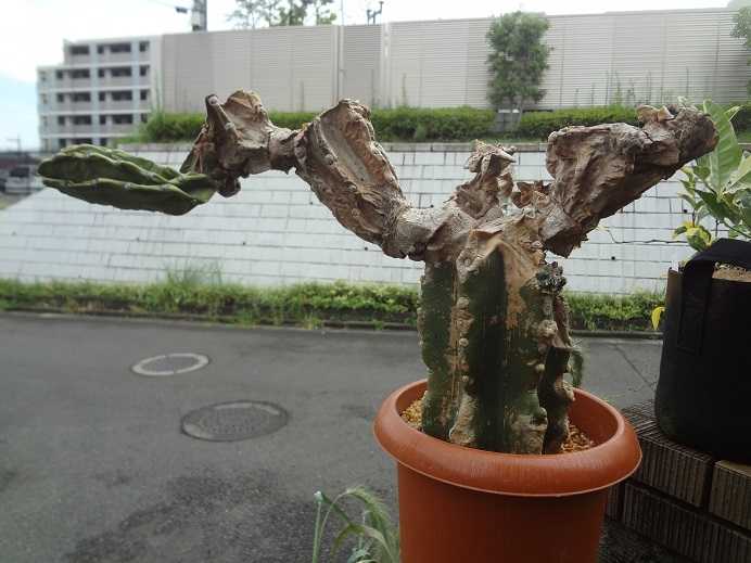 サボテン 多肉植物 まっ いっか流 お庭改造 大作戦 楽天ブログ