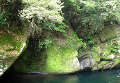 屋久島　白谷雲水峡