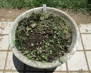 白のリコリスの球根の植替え のんびりガーデニング 楽天ブログ