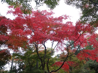 紅葉４.jpg