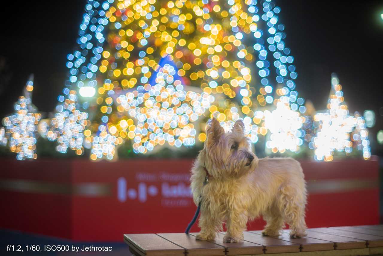 鷹の目ロッコール」を味わう「MC ROKKOR-PG 58mm F1.2」の考察