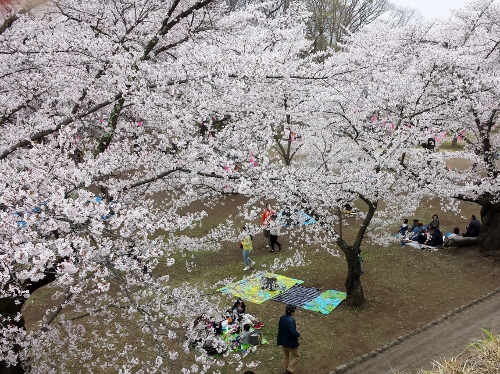 20150419_110030 (500x374).jpg