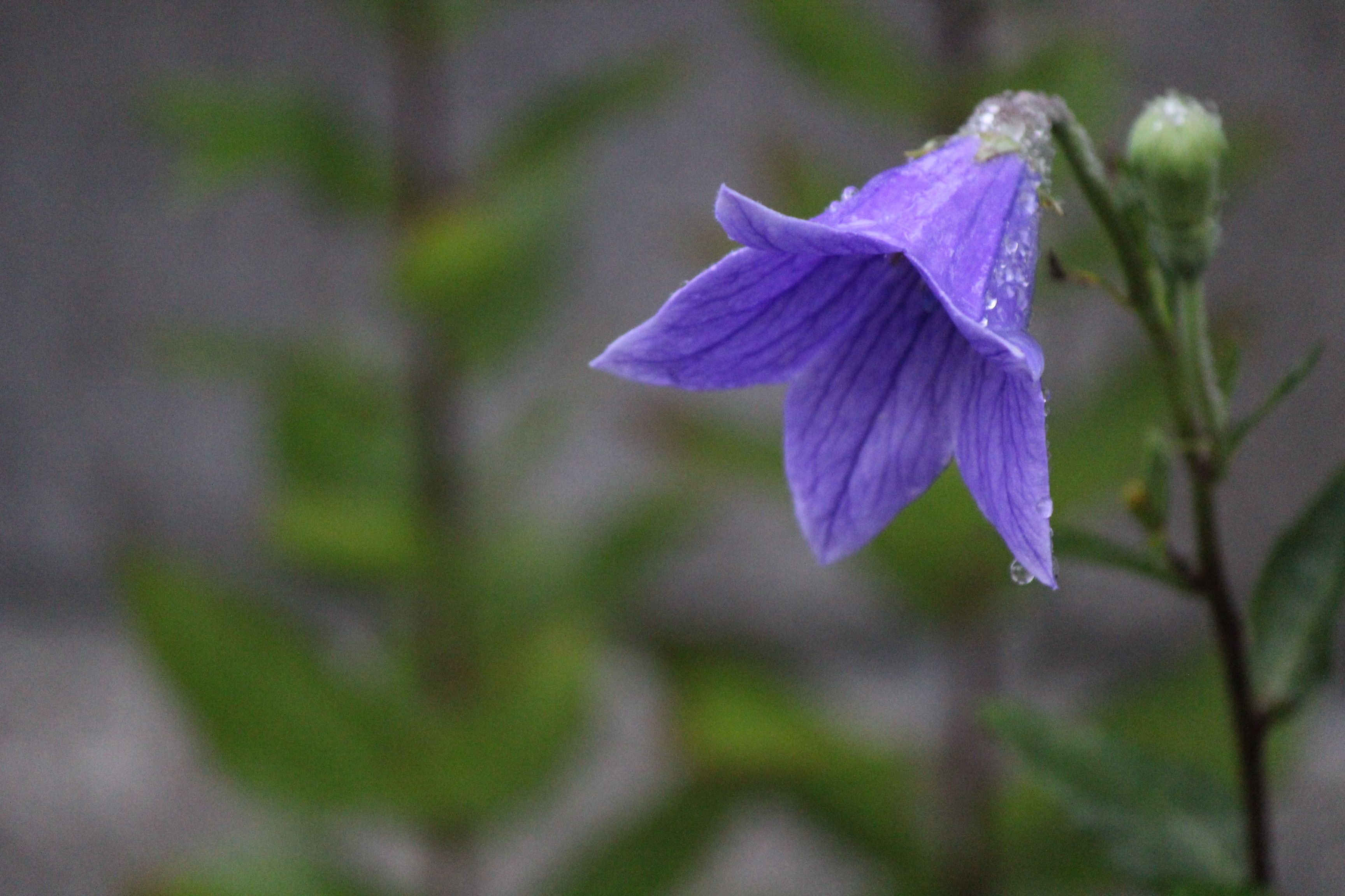 キキョウ 桔梗 つれづれ日記 楽天ブログ